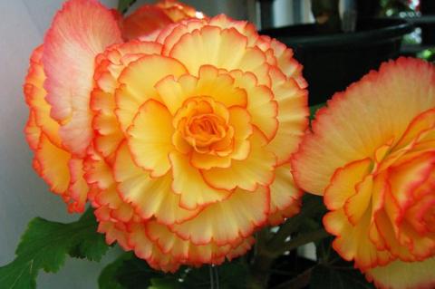 Ballarat Begonia